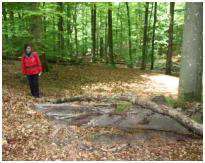 Hier ruht ein Krokodil im Wald
