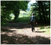 Ein sch�ner Waldweg f�hrt uns nach Waldkatzenbach zur�ck