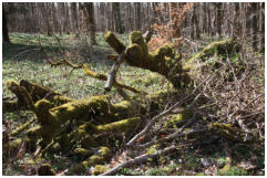 Natur pur