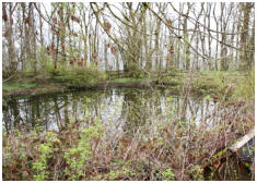 Ob im Teich noch Goldfische schwimmen ist hier die Frage?
