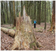 �ber den Ramba-Zamba-Pfad gehts stetig in die H�he