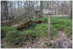 Ein Bild mit Symbolik: Die gest�rzte und die auferstandene Schweinseiche am Wegesrand