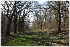 Eichenallee - durch diese Baumreihen fuhren vor einigen Jahrhunderten die Landgrafen von Kassel